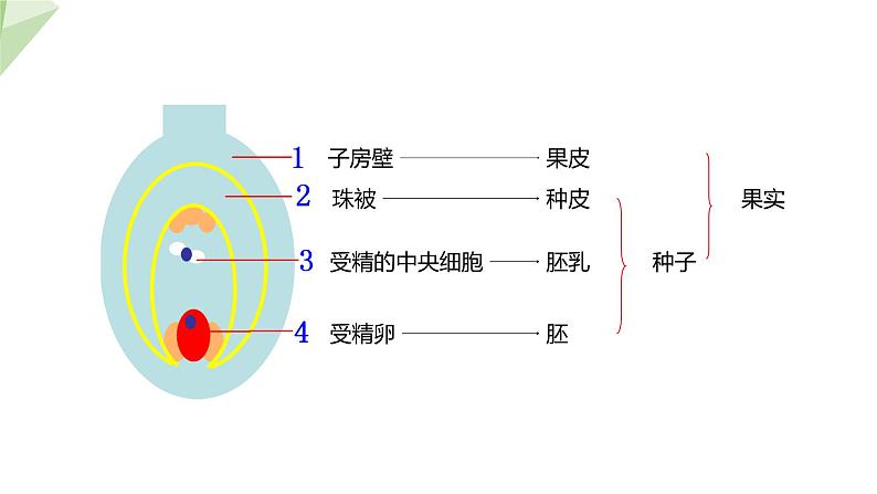 1.3 果实和种子的形成 课件 2023-2024学年初中生物济南版八年级上册06