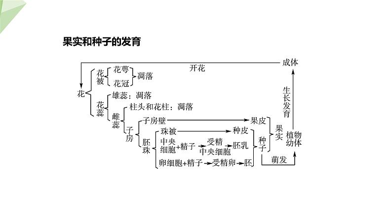 1.3 果实和种子的形成 课件 2023-2024学年初中生物济南版八年级上册07