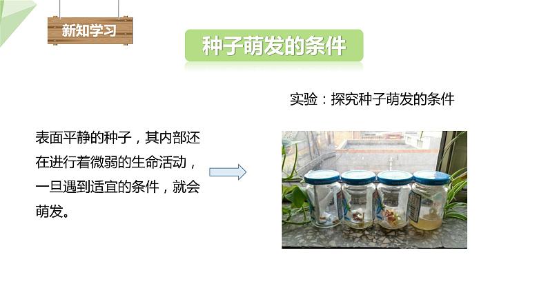 1.4 种子的萌发 课件 2023-2024学年初中生物济南版八年级上册04