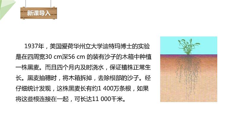 1.5 根的结构与功能 课件 2023-2024学年初中生物济南版八年级上册第3页