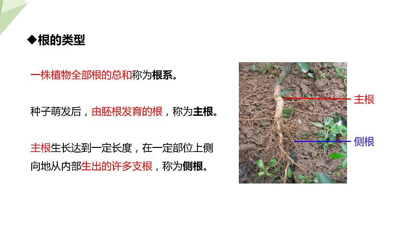 1.5 根的结构与功能 课件 2023-2024学年初中生物济南版八年级上册第5页