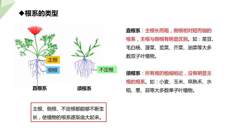 1.5 根的结构与功能 课件 2023-2024学年初中生物济南版八年级上册第7页