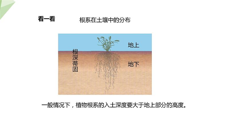 1.5 根的结构与功能 课件 2023-2024学年初中生物济南版八年级上册第8页