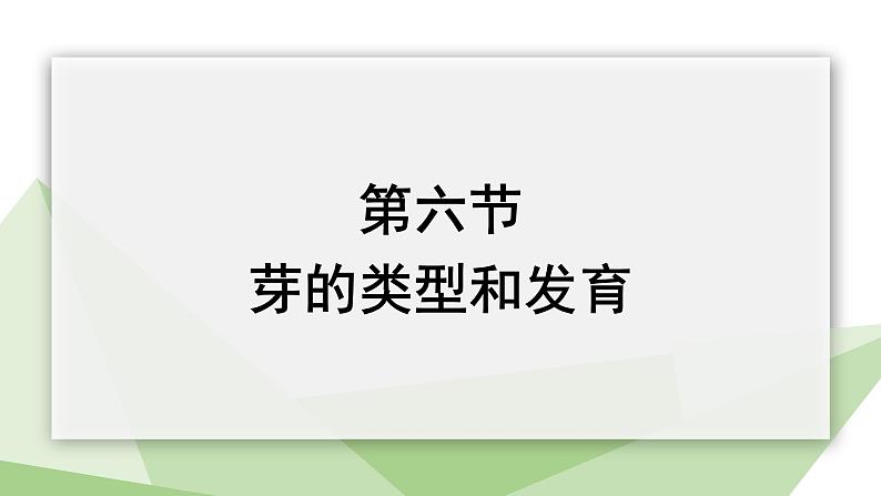 1.6 芽的类型和发育 课件 2023-2024学年初中生物济南版八年级上册01