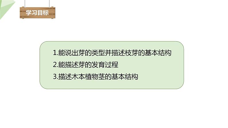 1.6 芽的类型和发育 课件 2023-2024学年初中生物济南版八年级上册02