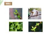 1.6 芽的类型和发育 课件 2023-2024学年初中生物济南版八年级上册