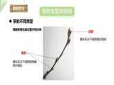 1.6 芽的类型和发育 课件 2023-2024学年初中生物济南版八年级上册