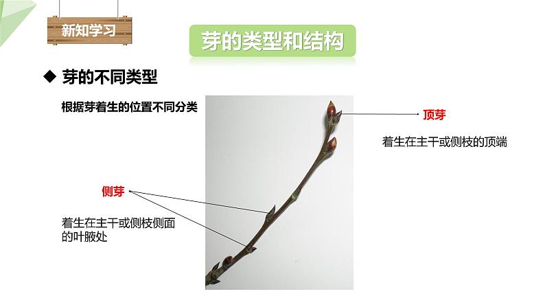 1.6 芽的类型和发育 课件 2023-2024学年初中生物济南版八年级上册04