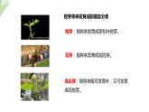 1.6 芽的类型和发育 课件 2023-2024学年初中生物济南版八年级上册