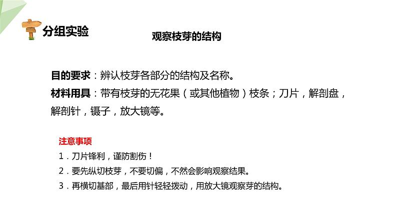 1.6 芽的类型和发育 课件 2023-2024学年初中生物济南版八年级上册08