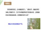 2.1 昆虫的生殖和发育 课件 2023-2024学年初中生物济南版八年级上册