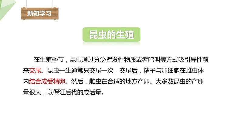 2.1 昆虫的生殖和发育 课件 2023-2024学年初中生物济南版八年级上册04