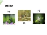 2.1 昆虫的生殖和发育 课件 2023-2024学年初中生物济南版八年级上册