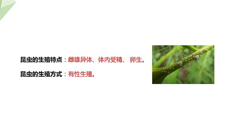 2.1 昆虫的生殖和发育 课件 2023-2024学年初中生物济南版八年级上册06