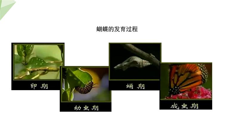 2.1 昆虫的生殖和发育 课件 2023-2024学年初中生物济南版八年级上册08