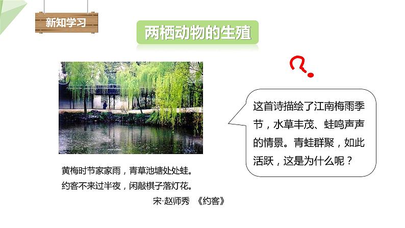 2.2 两栖动物的生殖和发育 课件 2023-2024学年初中生物济南版八年级上册04