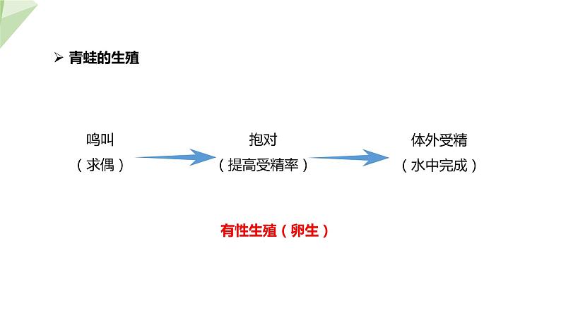 2.2 两栖动物的生殖和发育 课件 2023-2024学年初中生物济南版八年级上册07