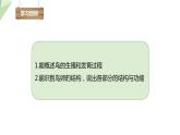 2.3 鸟的生殖和发育 课件 2023-2024学年初中生物济南版八年级上册