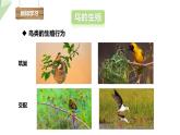 2.3 鸟的生殖和发育 课件 2023-2024学年初中生物济南版八年级上册