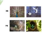 2.3 鸟的生殖和发育 课件 2023-2024学年初中生物济南版八年级上册