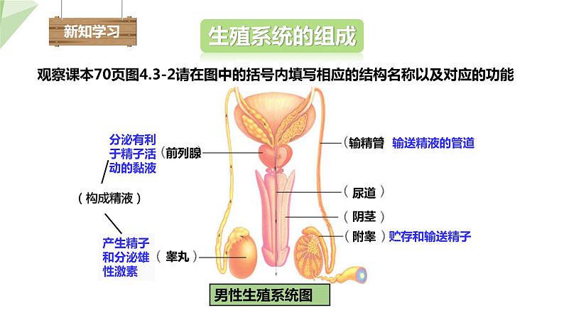 3.1 婴儿的诞生 课件 2023-2024学年初中生物济南版八年级上册04