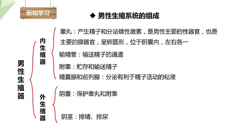 3.1 婴儿的诞生 课件 2023-2024学年初中生物济南版八年级上册05