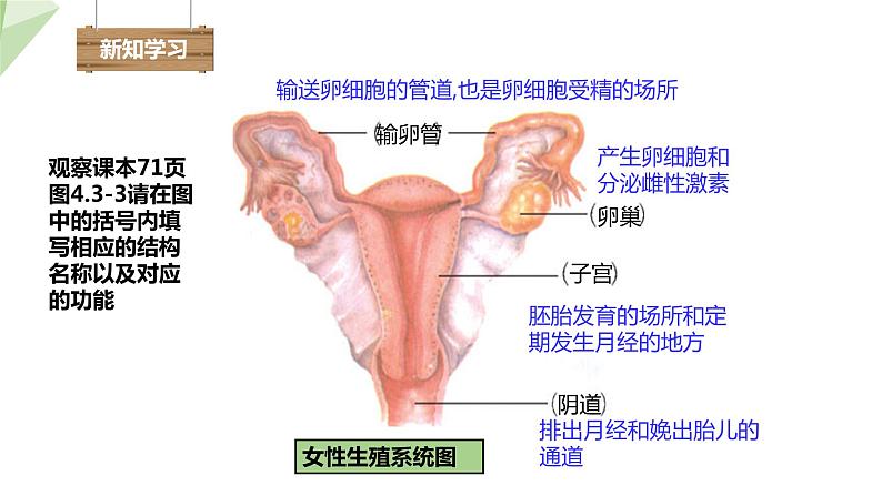 3.1 婴儿的诞生 课件 2023-2024学年初中生物济南版八年级上册06