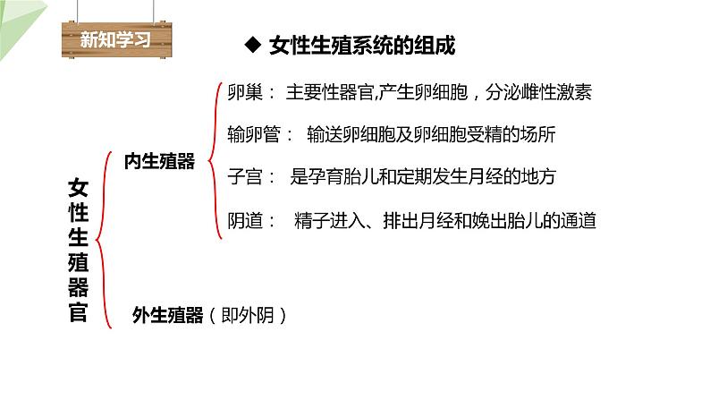 3.1 婴儿的诞生 课件 2023-2024学年初中生物济南版八年级上册07