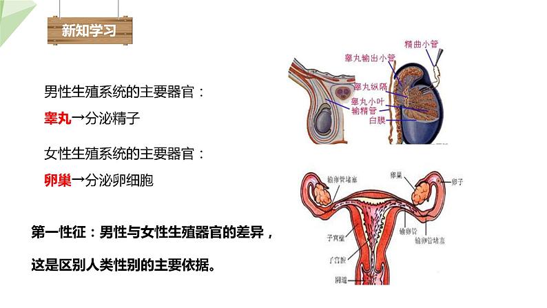 3.1 婴儿的诞生 课件 2023-2024学年初中生物济南版八年级上册08