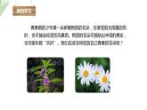 3.3走向成熟 课件 2023-2024学年初中生物济南版八年级上册
