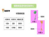 4.1遗传的物质基础 课件 2023-2024学年初中生物济南版八年级上册