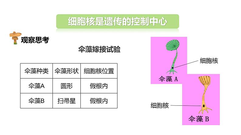 4.1遗传的物质基础 课件 2023-2024学年初中生物济南版八年级上册05