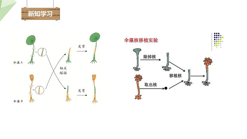 4.1遗传的物质基础 课件 2023-2024学年初中生物济南版八年级上册06