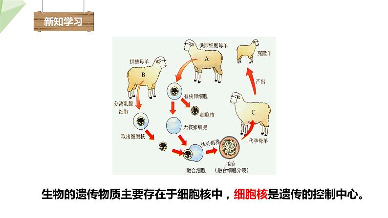 4.1遗传的物质基础 课件 2023-2024学年初中生物济南版八年级上册08