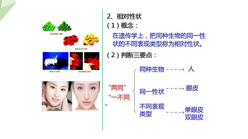 4.2性状的遗传 课件 2023-2024学年初中生物济南版八年级上册04