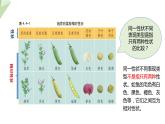 4.2性状的遗传 课件 2023-2024学年初中生物济南版八年级上册