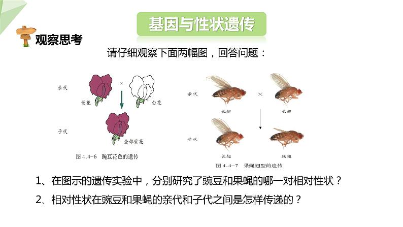 4.2性状的遗传 课件 2023-2024学年初中生物济南版八年级上册08