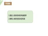 4.3人类染色体与性别决定 课件 2023-2024学年初中生物济南版八年级上册