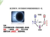4.3人类染色体与性别决定 课件 2023-2024学年初中生物济南版八年级上册