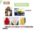 4.4生物的变异 课件 2023-2024学年初中生物济南版八年级上册