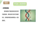 4.5人类优生与基因组计划 课件 2023-2024学年初中生物济南版八年级上册