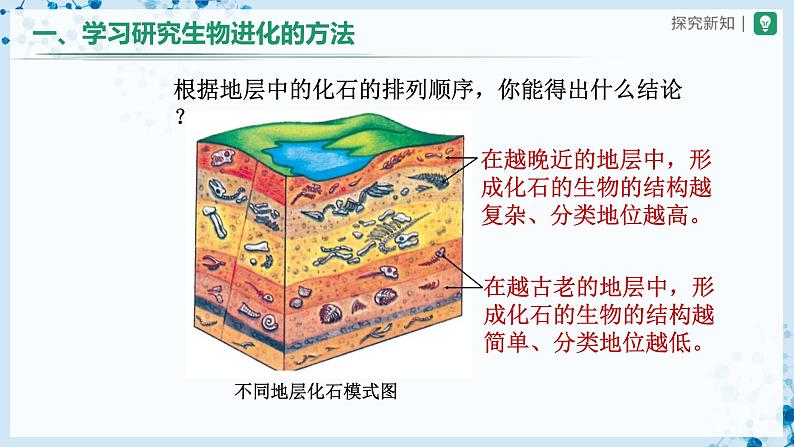 人教版八下生物  7.3.2 生物进化的历程 课件+教案+分层练习+导学案04