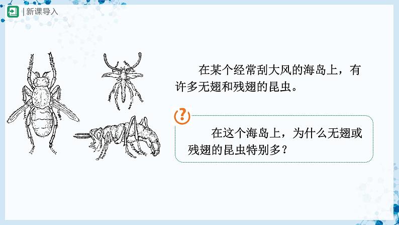 人教版八下生物  7.3.3 生物进化的原因 课件+教案+分层练习+导学案02