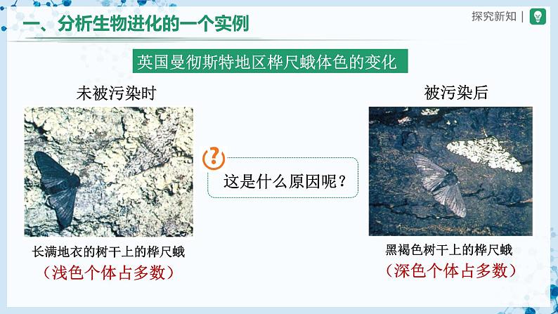 人教版八下生物  7.3.3 生物进化的原因 课件+教案+分层练习+导学案03