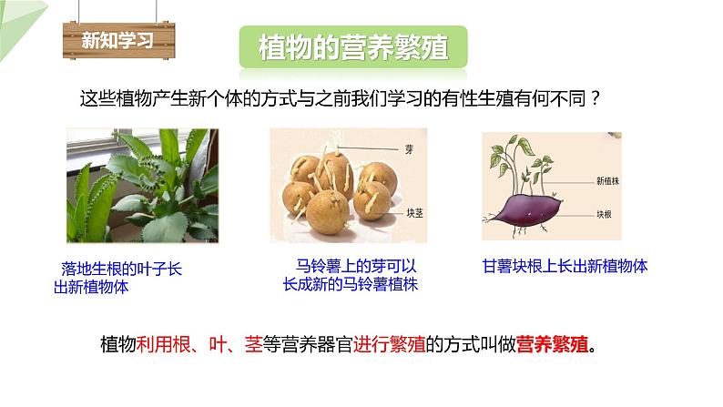 1.7 植物的无性生殖 课件 2023-2024学年初中生物济南版八年级上册03