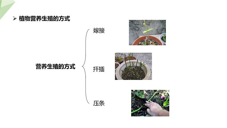 1.7 植物的无性生殖 课件 2023-2024学年初中生物济南版八年级上册04