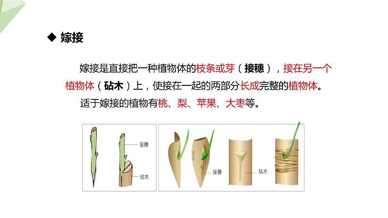 1.7 植物的无性生殖 课件 2023-2024学年初中生物济南版八年级上册05