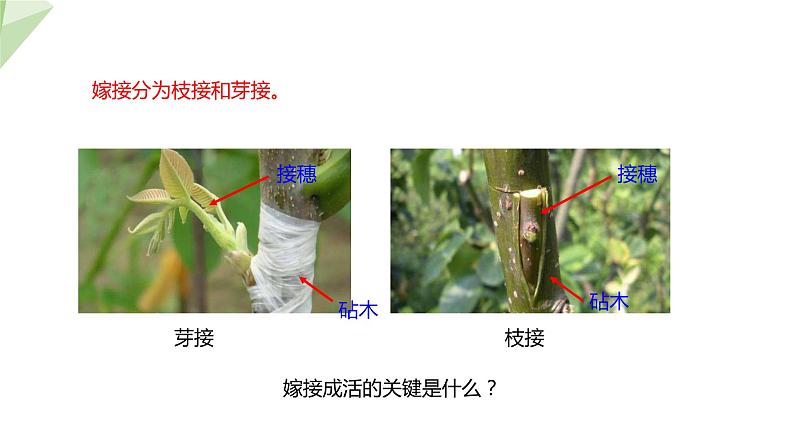 1.7 植物的无性生殖 课件 2023-2024学年初中生物济南版八年级上册06