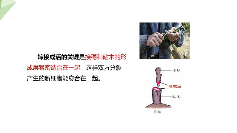 1.7 植物的无性生殖 课件 2023-2024学年初中生物济南版八年级上册07