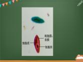 《单细胞生物》课件